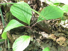 Schisandra chinensis
