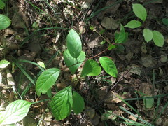 Schisandra chinensis