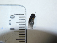 Diptera