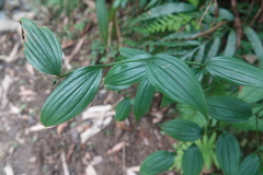 Disporum kawakamii