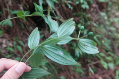 Disporum kawakamii