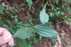 Disporum kawakamii