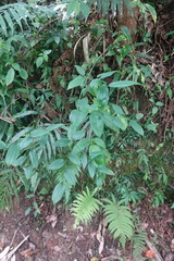 Disporum kawakamii
