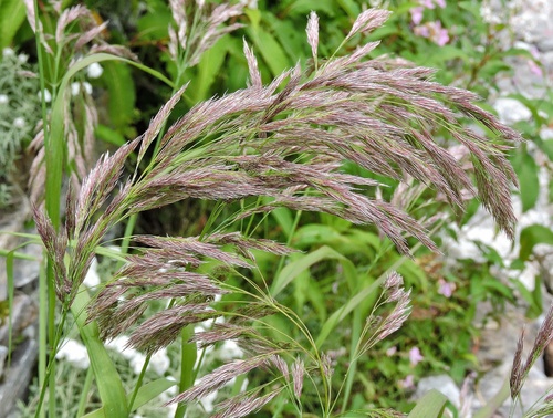 Garhwal Reedgrass (Calamagrostis emodensis)