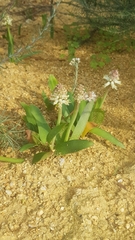 Lachenalia pallida