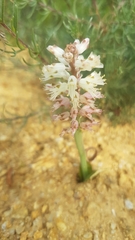 Lachenalia pallida