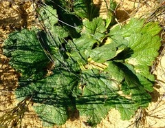 Arctopus dregei