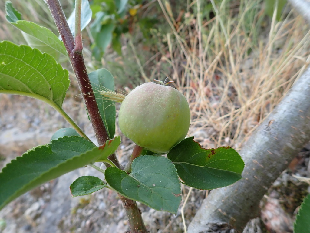 Malus domestica