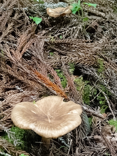Ampulloclitocybe clavipes