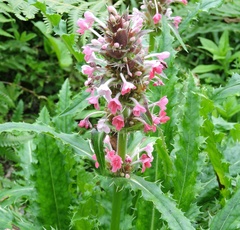 Morina longifolia