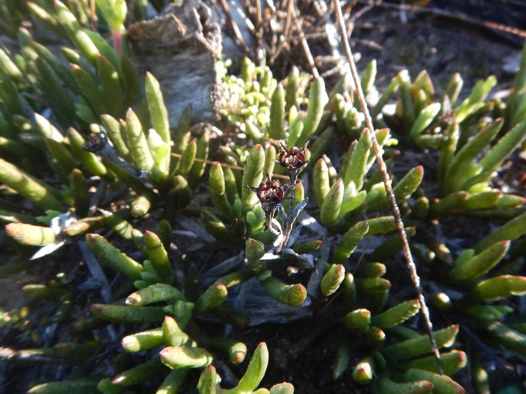 Ruschia gracilis