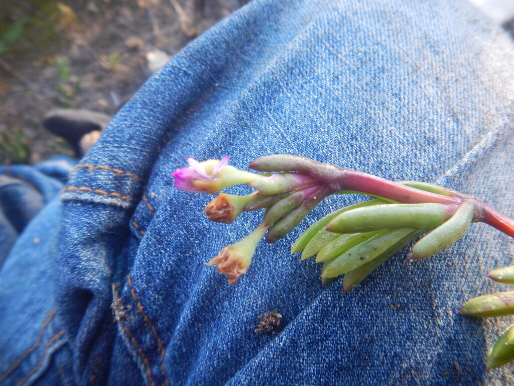 Ruschia gracilis 2