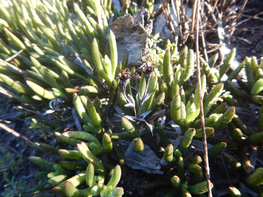 Ruschia gracilis 3