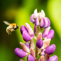 Bombus pascuorum
