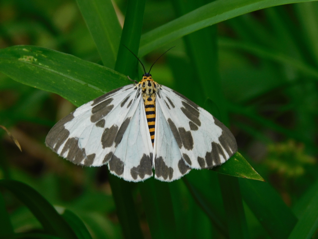 Nyctemera cenis