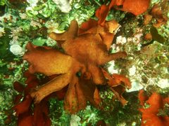 Constantinea subulifera