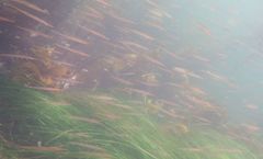 Aulorhynchus flavidus