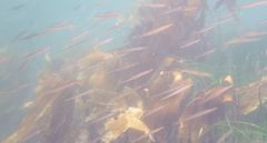 Aulorhynchus flavidus