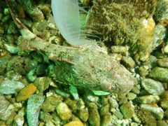 Myoxocephalus