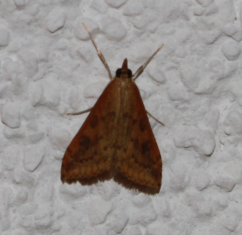 Vijačka karbincová (Udea ferrugalis)