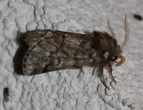 Borov četnjak gnjezdar (Thaumetopoea pityocampa)