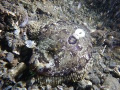 Pleuronichthys coenosus