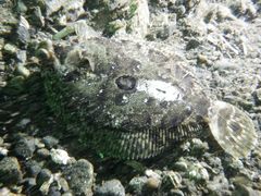 Pleuronichthys coenosus