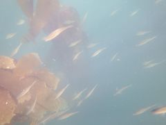 Aulorhynchus flavidus