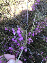 Erica pauciovulata