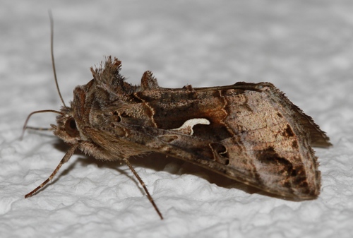 Sovica gama (Autographa gamma)