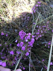 Erica pauciovulata