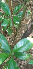 Elaphe quadrivirgata