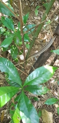 Elaphe quadrivirgata