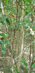 Elaphe quadrivirgata