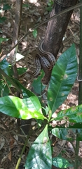 Elaphe quadrivirgata