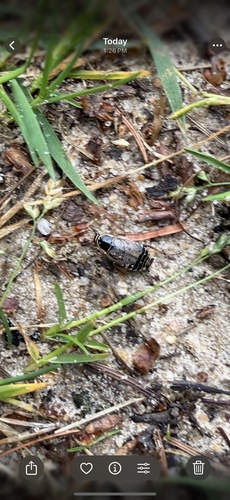 Forest Cockroach, Veluwe, Ugchelen, Gelderland, NL, photo 7 of 10