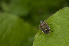 Dolycoris