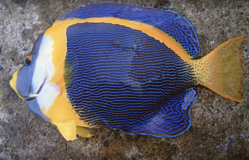 Scribbled angelfish (Chaetodontoplus duboulayi) — Pomacanthidae — 2