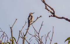 Dendrocopos assimilis