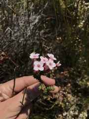 Erica ampullacea