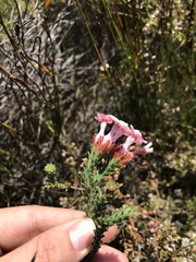 Erica ampullacea