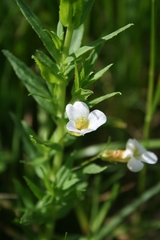 Gratiola officinalis