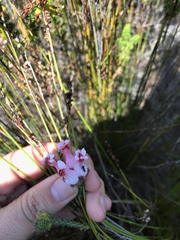 Erica ampullacea