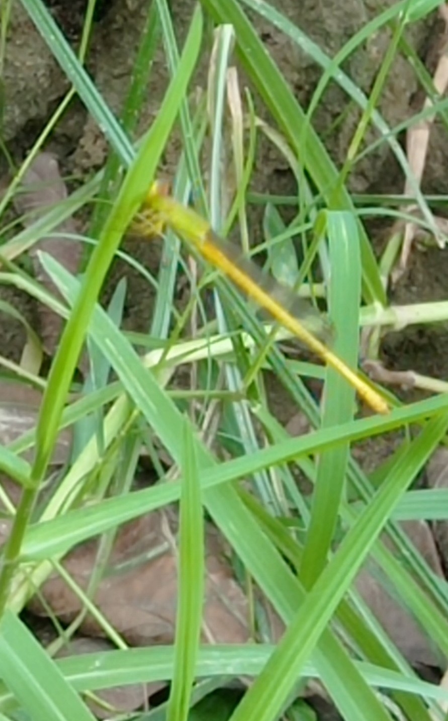 Coromandel Marsh Dart