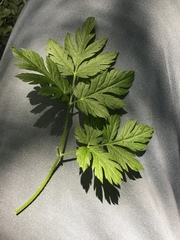Conioselinum