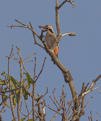 Dendrocopos assimilis