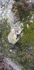 Hyla japonica