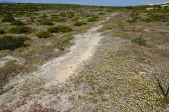 Oncosiphon africanus