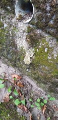 Hyla japonica
