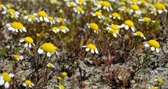 Oncosiphon africanus